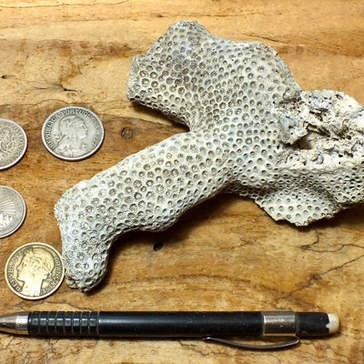 Solenastria cf bella (Conrad, 1841)    Lower Pleistocene scleractinian coral from the James City Formation, Lee Creek Mine, Aurora NC - hand/display specimen