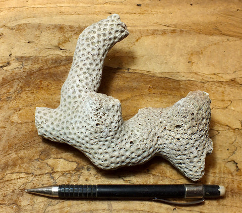 Solenastria cf bella (Conrad, 1841)    Lower Pleistocene scleractinian coral from the James City Formation, Lee Creek Mine, Aurora NC - hand/display specimen