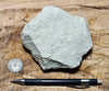 sandstone - white to cream fine-grained Springdale Sandstone Member of the Moenave Formation, a unique silver ore - teaching hand/display specimen