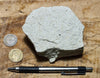 sandstone - white to cream fine-grained Springdale Sandstone Member of the Moenave Formation, a unique silver ore - teaching hand/display specimen