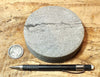 sandstone - medium grained gray - 4" diameter oil well core slice from the Stevens Sand - hand specimen