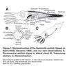 Belemnitella americana (Morton, 1830) - Cretaceous cephalopod related to the squid - set of four