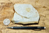 shale - tan siliceous Altamira Shale from the Miocene of California - teaching hand specimen