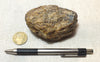 amber - fossil resin from a tropical forest tree in Indonesian Borneo - hand specimen