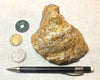 amber - fossil resin from a tropical forest tree in Indonesian Borneo - hand/display specimen