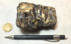 amber - fossil resin from a tropical forest tree in Indonesian Borneo - hand/display specimen