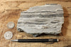 chert - banded chert from the Monterey Formation, California - large hand/display specimen