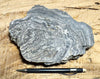 rhyolite - banded rhyolite from Montgomery Pass, Nevada - display specimen