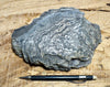 rhyolite - banded rhyolite from Montgomery Pass, Nevada - display specimen