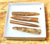 Belemnitella americana (Morton, 1830) - Cretaceous cephalopod related to the squid - set of four