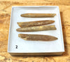 Belemnitella americana (Morton, 1830) - Cretaceous cephalopod related to the squid - set of four