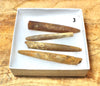 Belemnitella americana (Morton, 1830) - Cretaceous cephalopod related to the squid - set of four
