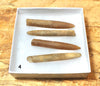 Belemnitella americana (Morton, 1830) - Cretaceous cephalopod related to the squid - set of four
