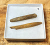 Belemnitella americana (Morton, 1830) - Cretaceous cephalopod related to the squid - pair
