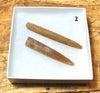 Belemnitella americana (Morton, 1830) - Cretaceous cephalopod related to the squid - pair