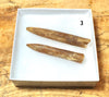 Belemnitella americana (Morton, 1830) - Cretaceous cephalopod related to the squid - pair