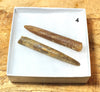 Belemnitella americana (Morton, 1830) - Cretaceous cephalopod related to the squid - pair