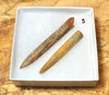 Belemnitella americana (Morton, 1830) - Cretaceous cephalopod related to the squid - pair
