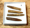Belemnitella americana (Morton, 1830) - Cretaceous cephalopod related to the squid - set of four