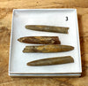 Belemnitella americana (Morton, 1830) - Cretaceous cephalopod related to the squid - set of four