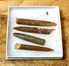 Belemnitella americana (Morton, 1830) - Cretaceous cephalopod related to the squid - set of four