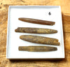 Belemnitella americana (Morton, 1830) - Cretaceous cephalopod related to the squid - set of four
