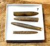 Belemnitella americana (Morton, 1830) - Cretaceous cephalopod related to the squid - set of four