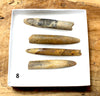 Belemnitella americana (Morton, 1830) - Cretaceous cephalopod related to the squid - set of four