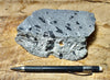 camptonite - hand/display specimen of a very unusual lamprophyre