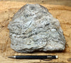 chert - banded chert from the Monterey Formation, California - display specimen - Geological Specimen Supply