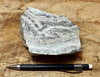 chert - banded chert from the Monterey Formation, California - hand/display specimen - Geological Specimen Supply