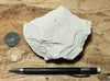 claystone - teaching hand specimen of diatomaceous claystone from the Sisquoc Formation, Santa Barbara County, Calif.