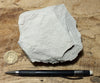 claystone - teaching hand specimen of diatomaceous claystone from the Sisquoc Formation, Santa Barbara County, Calif.