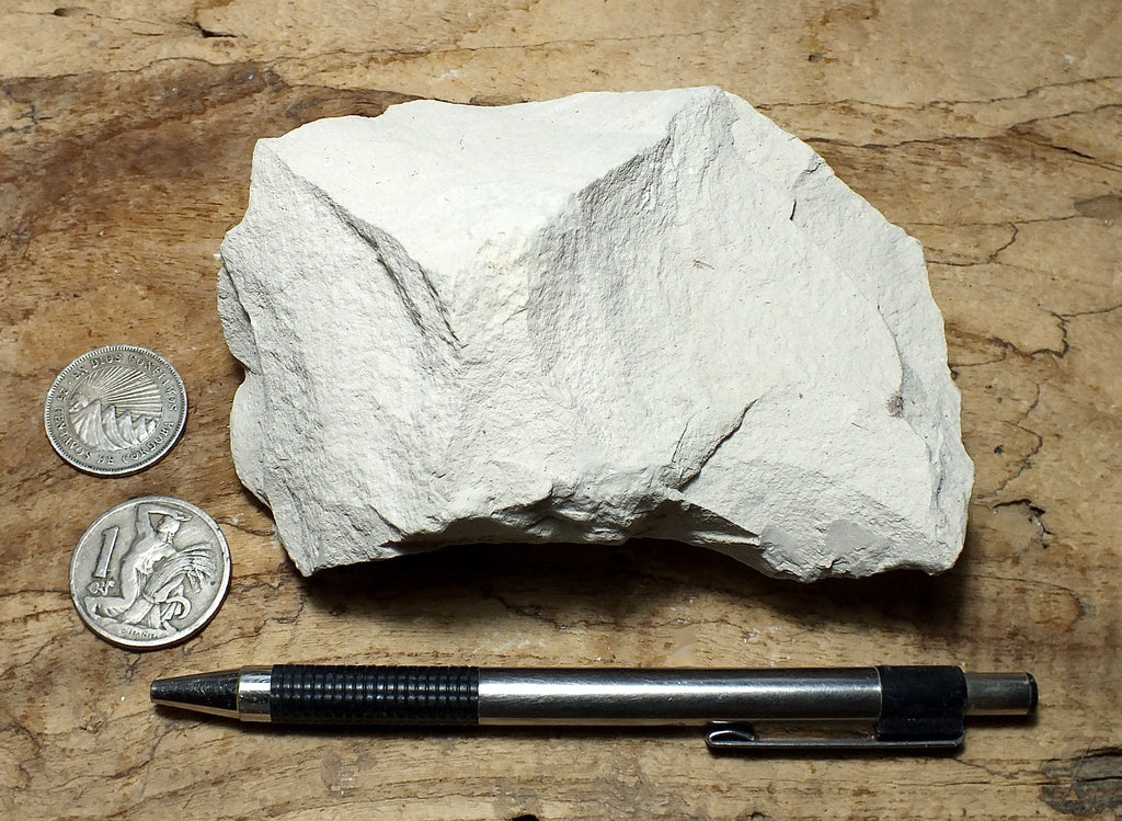 claystone - teaching hand/display specimen of diatomaceous claystone f ...