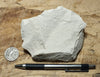 claystone - teaching hand specimen of diatomaceous claystone from the Sisquoc Formation, Santa Barbara County, Calif.