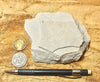 sandstone - Coconino Sandstone - aeolian quartz arenite from northern Arizona - hand/display specimen