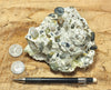 conglomerate - hand/display specimen of conglomeratic limestone from the Brian Head Formation