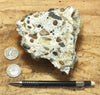 conglomerate - hand/display specimen of conglomeratic limestone from the Brian Head Formation