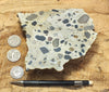 conglomerate - hand/display specimen of conglomeratic limestone from the Brian Head Formation