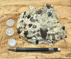 conglomerate - hand/display specimen of conglomeratic limestone from the Brian Head Formation