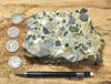 conglomerate - hand/display specimen of conglomeratic limestone from the Brian Head Formation