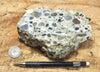 conglomerate - hand/display specimen of conglomeratic limestone from the Brian Head Formation