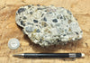 conglomerate - hand/display specimen of conglomeratic limestone from the Brian Head Formation