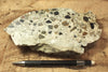 conglomerate - hand/display specimen of conglomeratic limestone from the Brian Head Formation