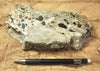conglomerate - hand/display specimen of conglomeratic limestone from the Brian Head Formation
