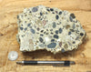conglomerate - hand/display specimen of conglomeratic limestone from the Brian Head Formation