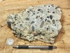 conglomerate - hand/display specimen of conglomeratic limestone from the Brian Head Formation