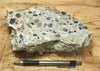 conglomerate - hand/display specimen of conglomeratic limestone from the Brian Head Formation
