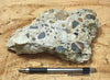conglomerate - hand/display specimen of conglomeratic limestone from the Brian Head Formation