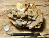 conglomerate - display specimen of the Shinarump Conglomerate, Triassic, Hurricane Mesa, Utah